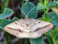 Isturgia arenacearia  11508__DT-SH114