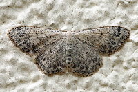 Scopula marginepunctata  11509__DR-SH115