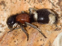 Mutilla marginata  11511__25CHZ04478o