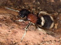 Mutilla marginata  11513__25CHZ04495o