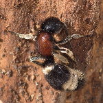 Mutilla marginata  11514__25CHZ04494o
