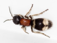Mutilla marginata  11515__25CHZ04497o