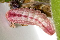 Celastrina argiolus  11518__25CH04742o