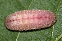 Celastrina argiolus  11519__25CH04789x