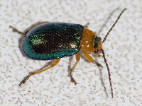Sermylassa halensis  11520__25CHU04638x