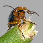 Sermylassa halensis  11521__25CHU04655x