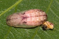 Celastrina argiolus  11522__25CH04794x