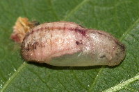 Celastrina argiolus  11523__25CH04793x