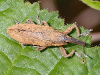 Lixus pulverulentus