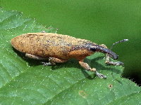 Lixus pulverulentus  11525__DT-SH119