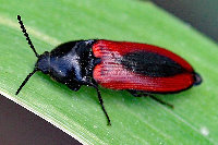 Ampedus sanguinolentus