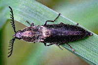 Ctenicera cuprea