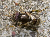 Eristalinus aeneus  11528__25CHU04895o