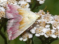 Eublemma purpurina  11530__RK-SH123