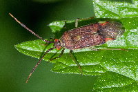 Pantilius tunicatus  11532__25CHS05384x