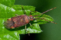 Pantilius tunicatus  11533__25CHS05380x