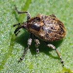 Sibinia pellucens  11534__PV-SH125