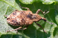 Hypera rumicis  11535__PV-SH126