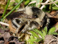 Bombus sylvarum  11536__RE-SH127