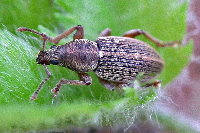 Polydrusus marginatus  11537__MF-SH128