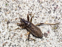 Himacerus major  11538__25CHU05635x