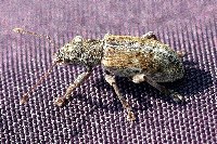 Pachyrhinus squamulosus