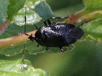 Deraeocoris trifasciatus