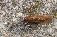 Chaetopteryx villosa  11560__25CHU06096o