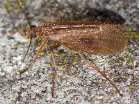 Chaetopteryx villosa  11561__25CHU06093o