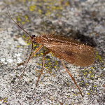 Chaetopteryx villosa  11562__25CHU06091o