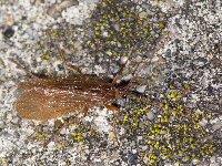 Chaetopteryx villosa  11563__25CHU06087o