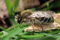 Colletes cunicularius  11564__RJ-SH137