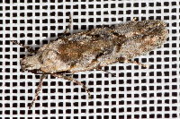 Carpatolechia decorella