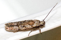 Carpatolechia decorella  11566__25CHM06216o