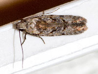 Carpatolechia decorella  11567__25CHM06215o