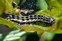 Orthosia miniosa  11568__MW-SH138