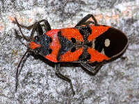 Lygaeus equestris  11570__25CHA05315x