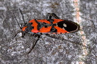 Lygaeus equestris  11571__25CHA05316y