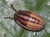 Aelia acuminata  11572__25CHZ04450o