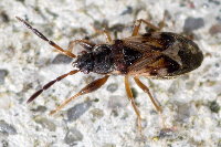 Scolopostethus thomsoni  11574__25CHU00287o