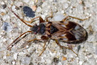 Scolopostethus pictus  11575__25CHU00371o