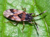 Scolopostethus decoratus  11576__25CHS02430o