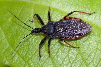 Rhynocoris annulatus  11577__25CHZ02884o