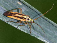 Stenotus binotatus  11578__25CHA03602o