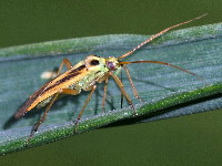 Stenotus binotatus  11579__25CHA03604o