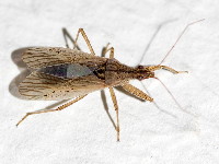 Nabis cf. pseudoferus  11580__25CHM05449x