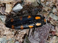 Ptosima undecimmaculata