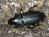 Harpalus affinis  11582__25CHU03828o