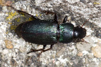 Harpalus affinis  11583__25CHU03830o