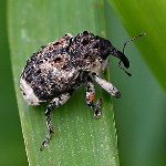 Cryptorhynchus lapathi